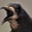 Profile picture ima-cygnenoir52.bsky.social