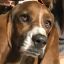 Profile picture thebassetblue.bsky.social