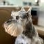 Profile picture joycomes.bsky.social