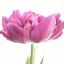 Profile picture iris5555.bsky.social