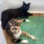 Profile picture elvira-penny.bsky.social