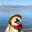 Profile picture foxygood.bsky.social