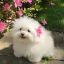 Profile picture chloegingf.bsky.social