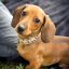 Profile picture dachshund-1.bsky.social