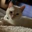 Profile picture larubia22.bsky.social
