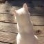 Profile picture whitewilan-sksn.bsky.social