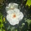 Profile picture frankiemillie10.bsky.social