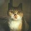 Profile picture grikle.bsky.social