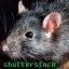 Profile picture evilpinecone.bsky.social
