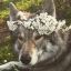Profile picture estrogendog.bsky.social