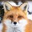 Profile picture stardust-bluefox.bsky.social