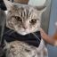 Profile picture leptoprecai.bsky.social