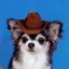 Profile picture idiotkitchen.bsky.social