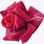 Profile picture thornokami.bsky.social