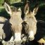 Profile picture txomin52.bsky.social