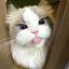 Profile picture uuuim.bsky.social
