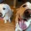 Profile picture goldenglitter.bsky.social