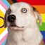 Profile picture weratedogs.com