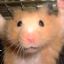 Profile picture hamutarous.bsky.social