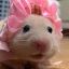 Profile picture hamutarous.bsky.social