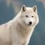 Profile picture direwolf812.bsky.social