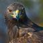 Profile picture femineagle.bsky.social