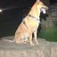 Profile picture schoenessachsen.bsky.social