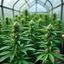 Profile picture medicalcannabis420.bsky.social
