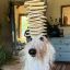Profile picture erisvengeance.bsky.social