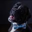 Profile picture hrover.bsky.social