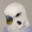 Profile picture budgiesekisei.bsky.social