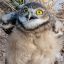 Profile picture burrowingowl.bsky.social