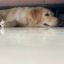 Profile picture babygoldie.bsky.social
