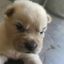 Profile picture sanwarrior.bsky.social