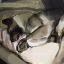 Profile picture mokejumps.bsky.social