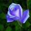 Profile picture coolafboomermom.bsky.social