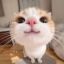Profile picture yano01.bsky.social