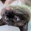 Profile picture paulcatguy.bsky.social