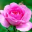 Profile picture donna-rose.bsky.social