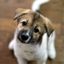 Profile picture bichinhos.bsky.social
