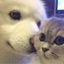 Profile picture animalsbeingcute.bsky.social