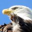 Profile picture eileenhstuff.bsky.social