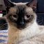 Profile picture elsa-meowse.bsky.social