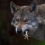 Profile picture rumbroesel.bsky.social