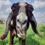 Profile picture blueheronfarm.bsky.social