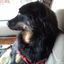 Profile picture hundpappa.bsky.social