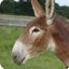 Profile picture missourimule1953.bsky.social