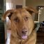 Profile picture radleybalko.bsky.social