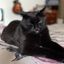 Profile picture freemaddie.bsky.social