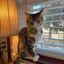 Profile picture dutchiecat.bsky.social